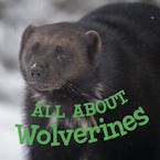 All about Wolverines (English)