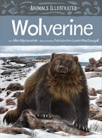 Animals Illustrated: Wolverine