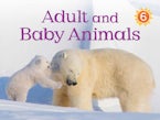 Adult and Baby Animals (English)